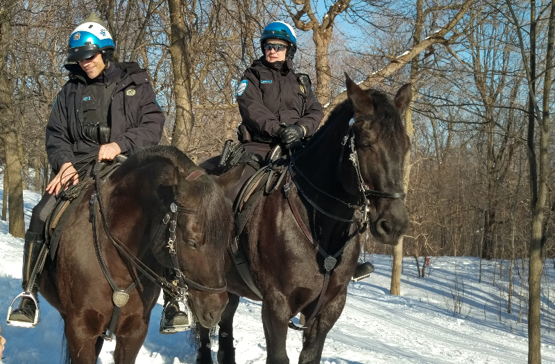Montreal horse mounted police
